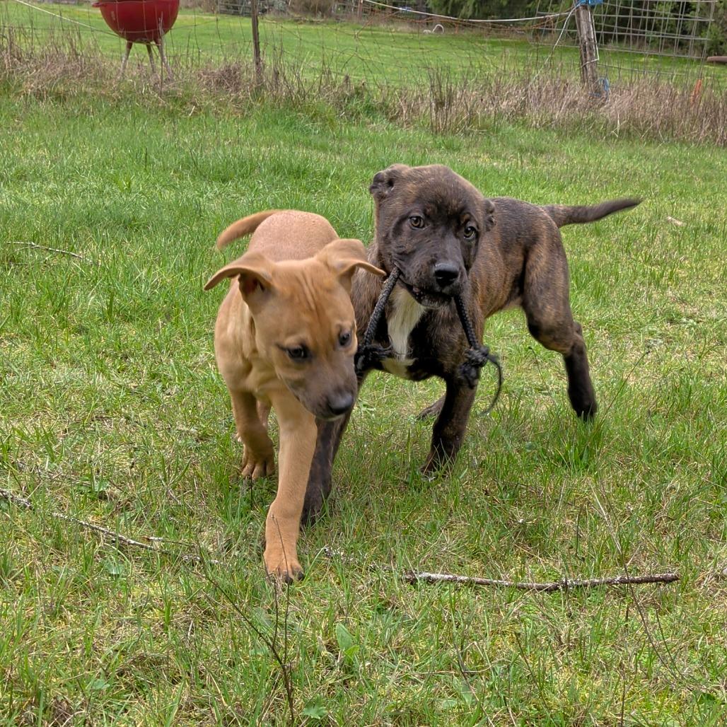 Enlarge Charlie, a Adoptable Pit Bull Terrier in Oakville, WA image 6/6
