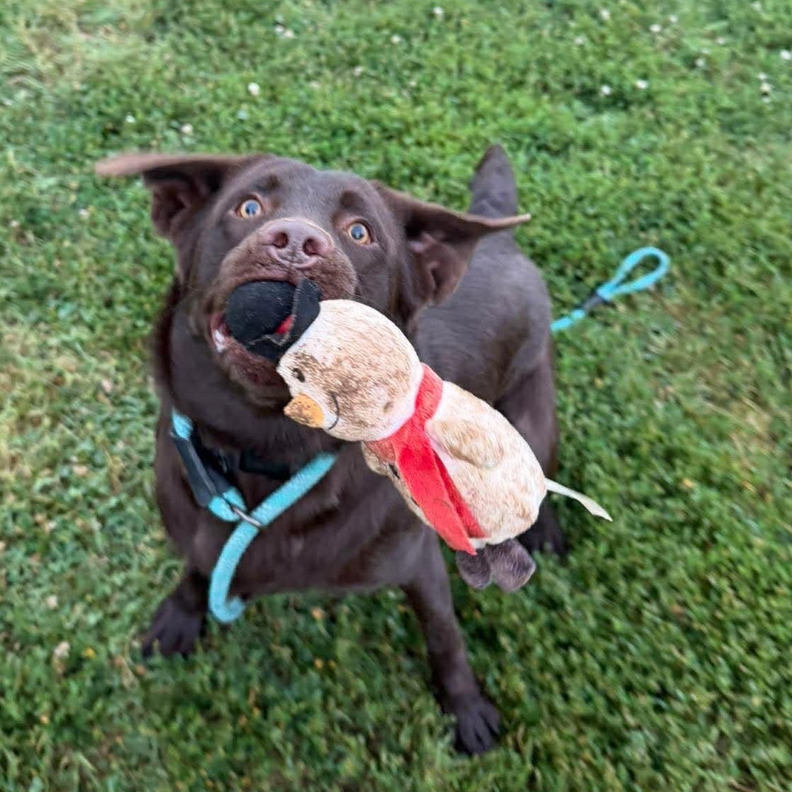 Koda, an adopted Chocolate Labrador Retriever in Culpeper, VA image 2/2