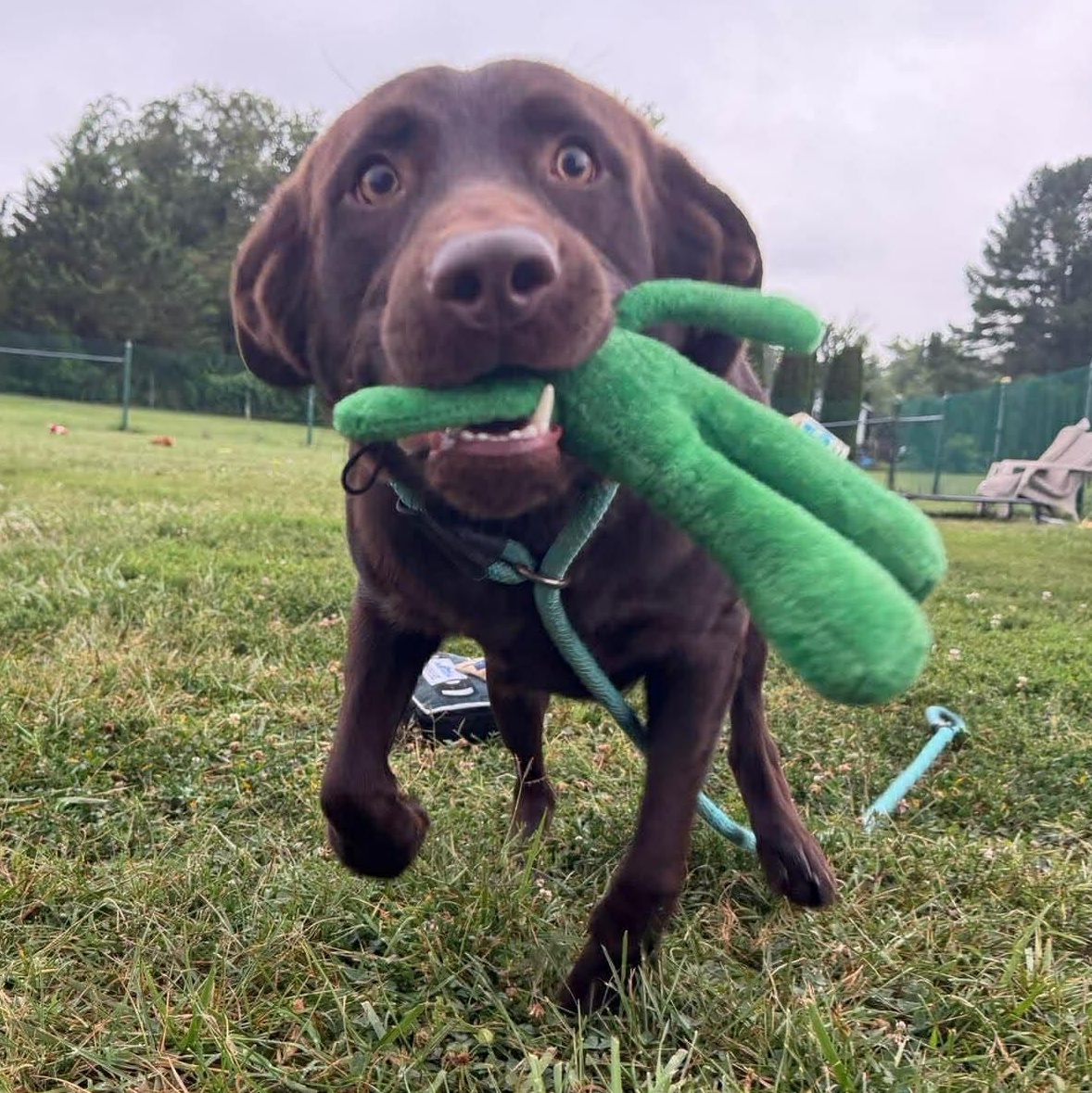 Koda, adopted, Young Male Chocolate Labrador Retriever.