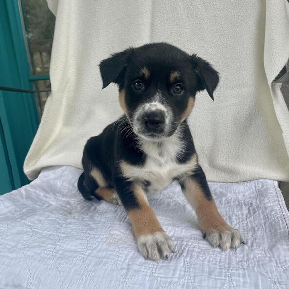 Gloppy, Adoptable, Puppy Male German Shepherd Dog & Husky.