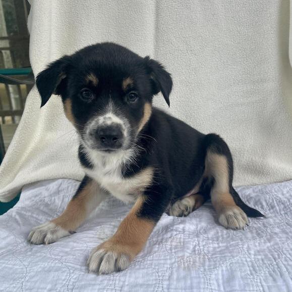 Enlarge Gloppy, a Adoptable mixed breed in Carencro, LA image 3/4