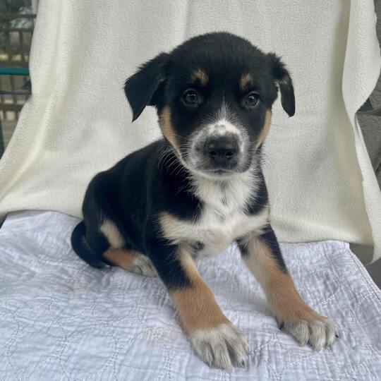 Enlarge Gloppy, a Adoptable mixed breed in Carencro, LA image 4/4