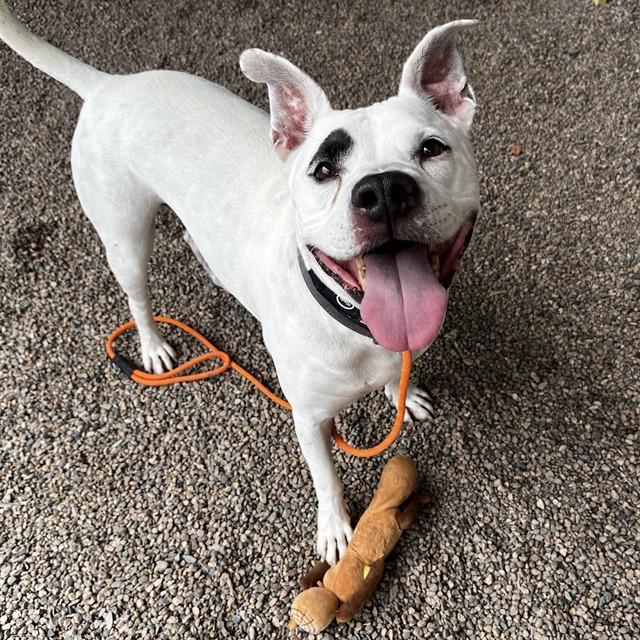DONOVAN, Adoptable, Adult Male Pit Bull Terrier.