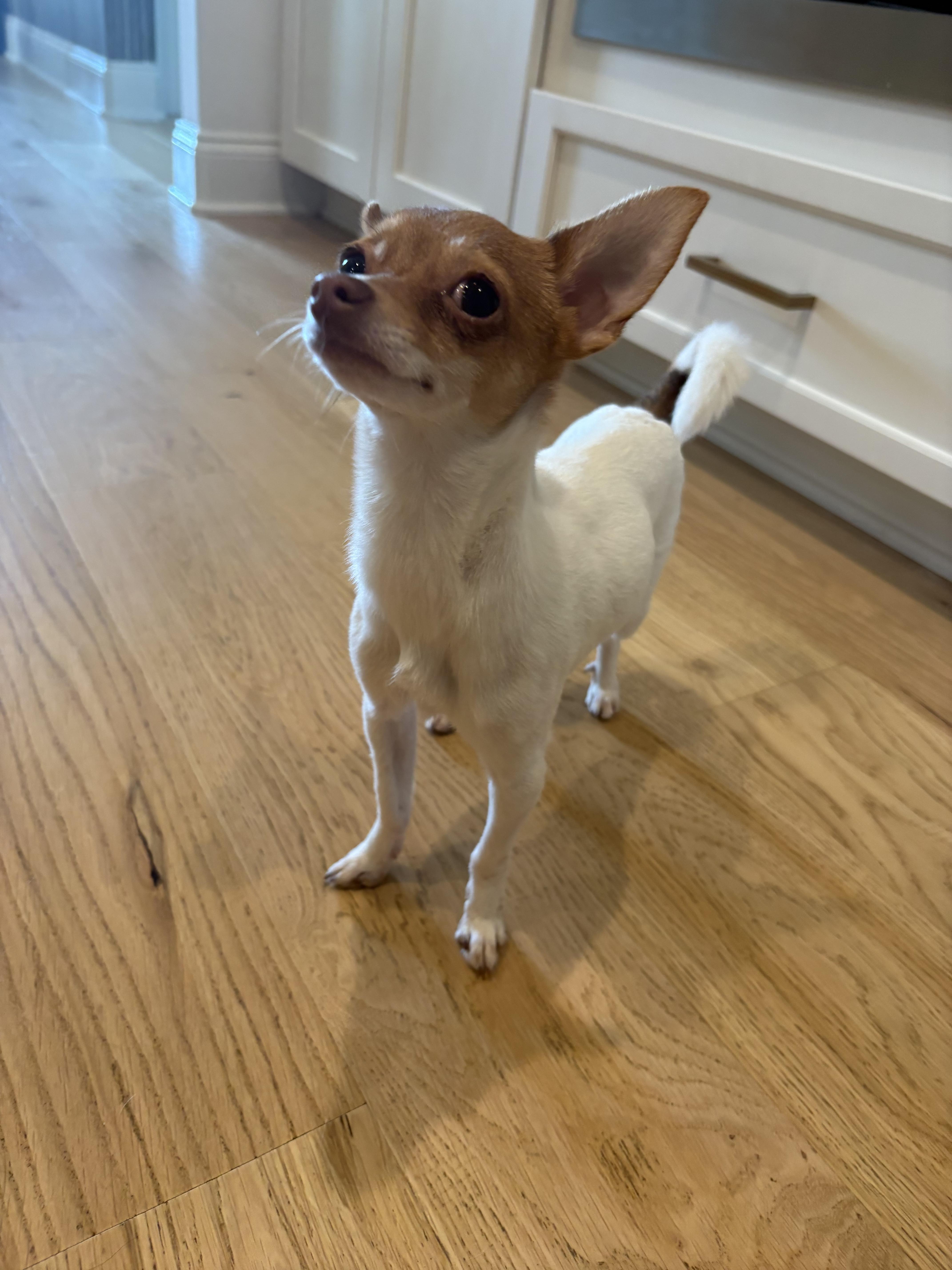 Morty, adopted, Young Male Chihuahua.
