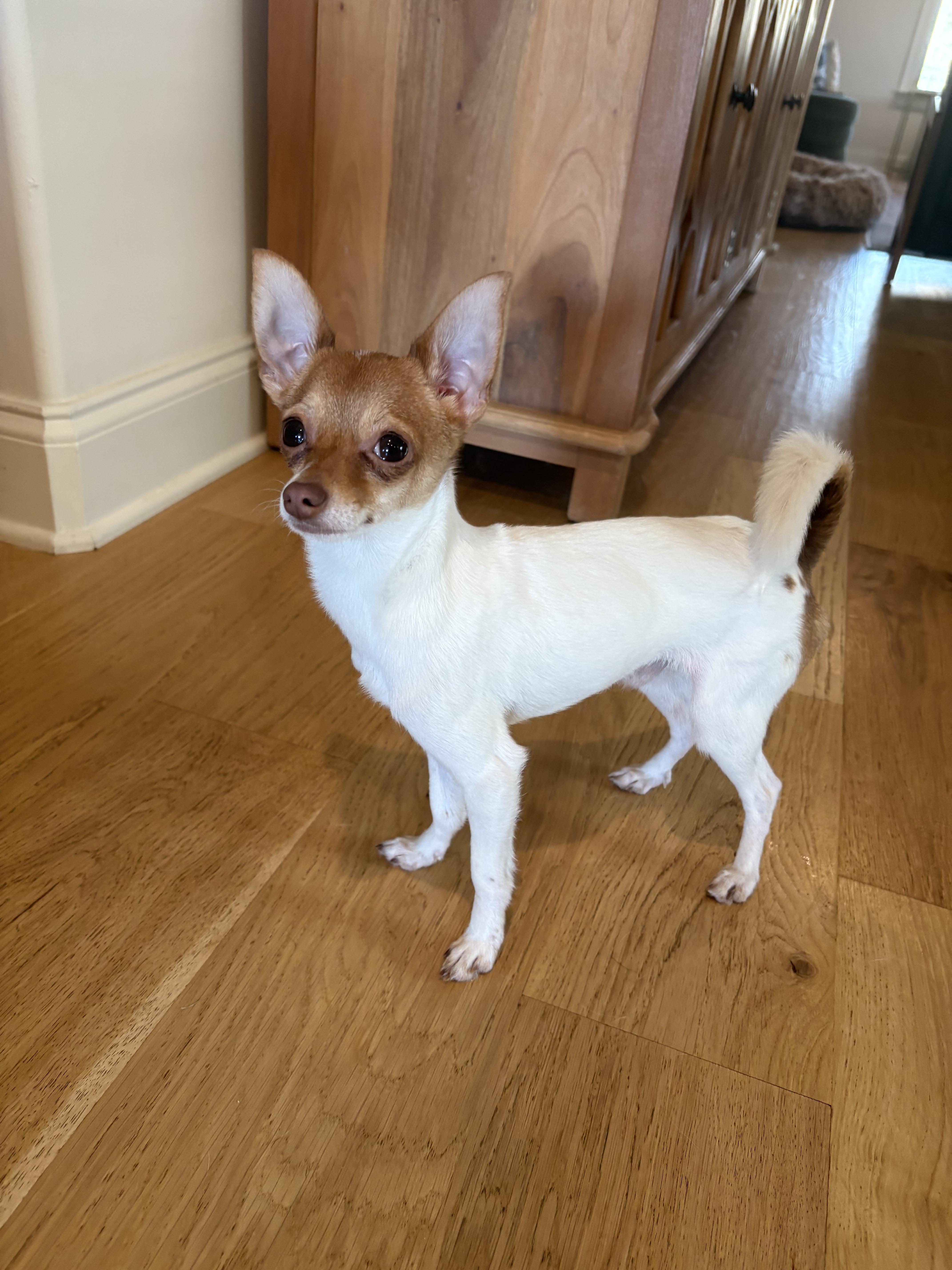 Enlarge Morty, an adopted Chihuahua in Columbus , OH image 2/5