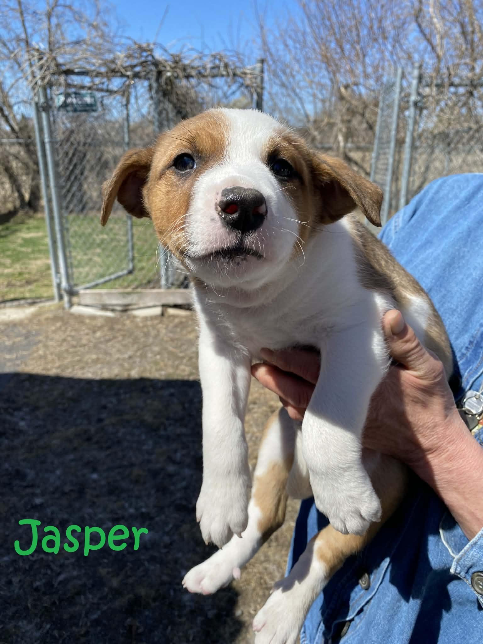 Jasper, a ADOPTABLE mixed breed in Rigaud, QC image 1/2