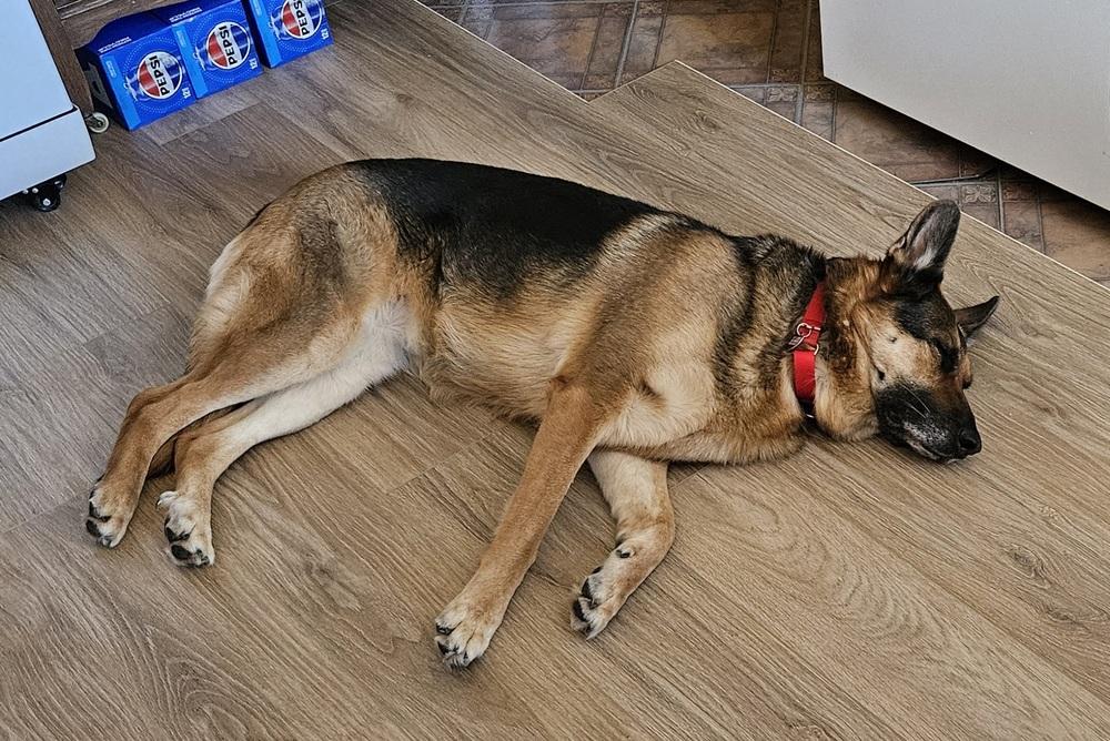 Hershey aka Roxie, Adoptable, Adult Female German Shepherd Dog.