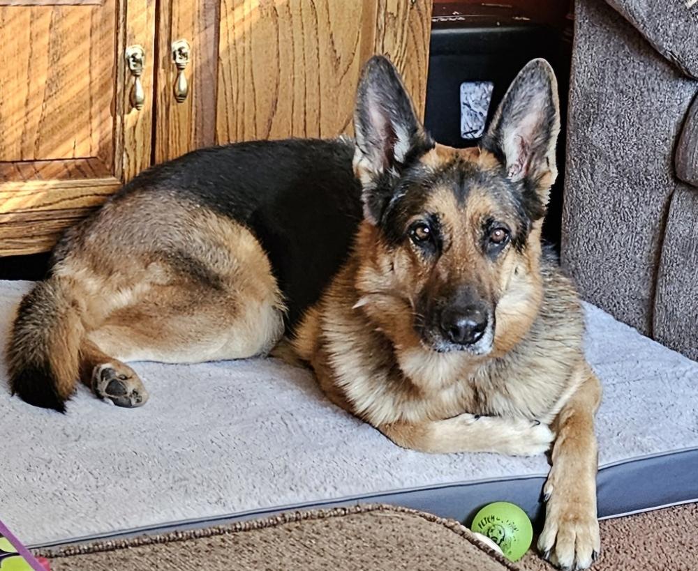 Enlarge Hershey aka Roxie, a Adoptable German Shepherd Dog in Suamico, WI image 2/4