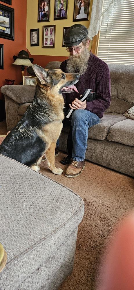 Enlarge Hershey aka Roxie, a Adoptable German Shepherd Dog in Suamico, WI image 3/4