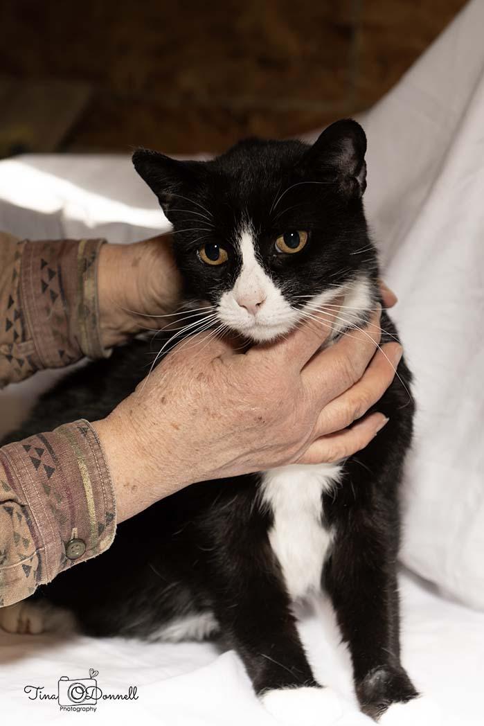 Ninja 2, a Adoptable Domestic Short Hair in Cardwell, MT image 1/2