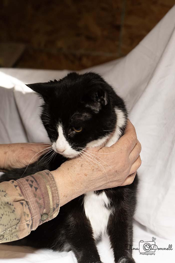 Ninja 2, a Adoptable Domestic Short Hair in Cardwell, MT image 2/2