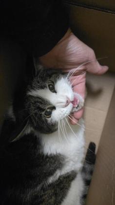 Charlotte, Adoptable, Senior Female Domestic Short Hair.