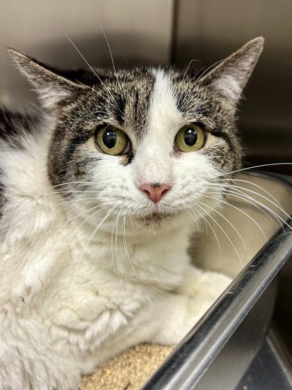 Charlotte, a Adoptable mixed breed in Wichita, KS image 2/2