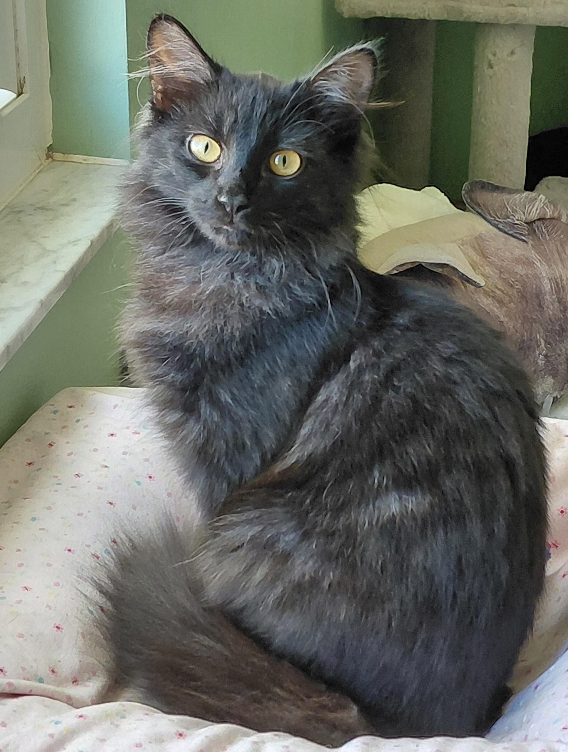 Nimbus , ADOPTABLE, Kitten Male Maine Coon & Domestic Medium Hair.