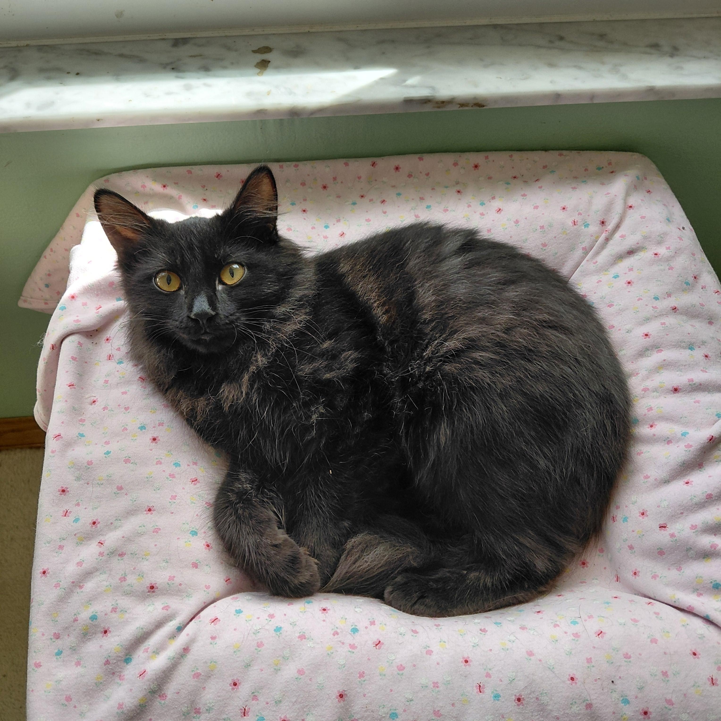 Enlarge Nimbus , a ADOPTABLE mixed breed in Melbourne, FL image 3/3