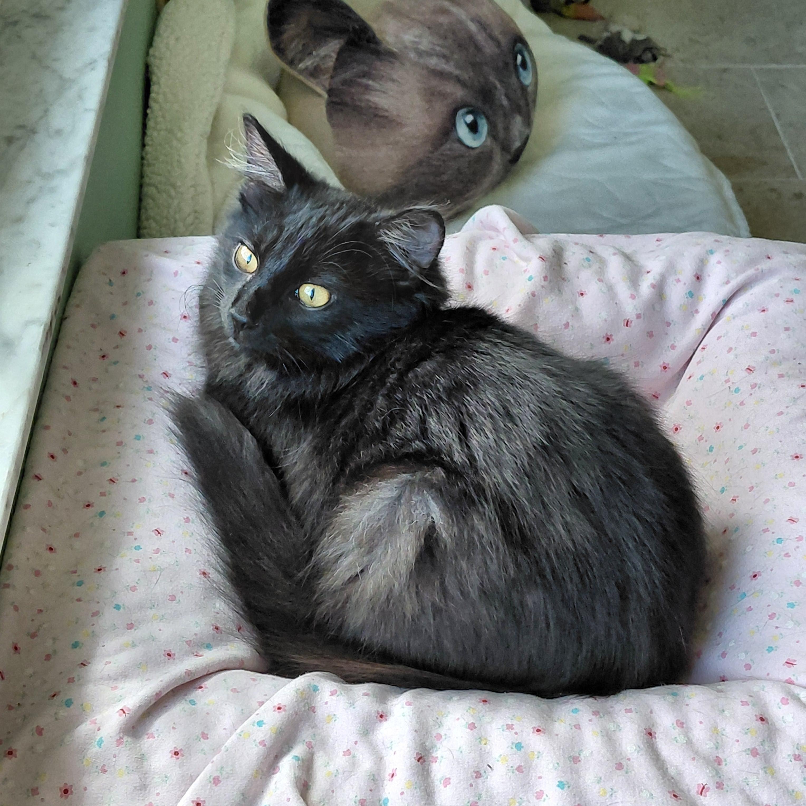 Enlarge Nimbus , a ADOPTABLE mixed breed in Melbourne, FL image 2/3