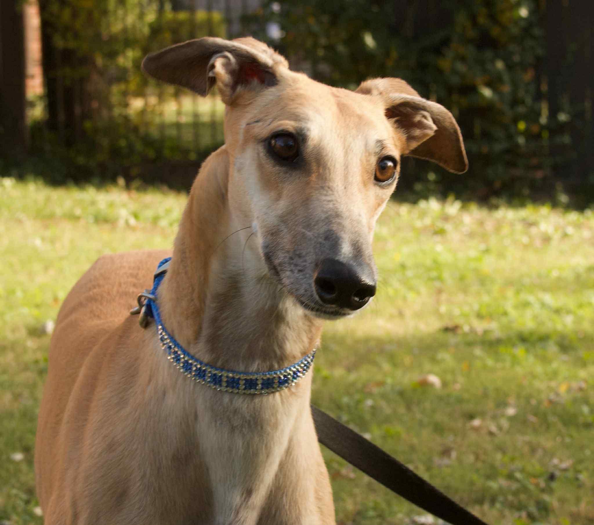 Roxy, ADOPTABLE, Adult Female Greyhound.