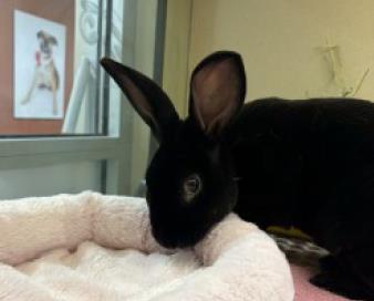 POE, Adoptable, Young Male Bunny Rabbit.