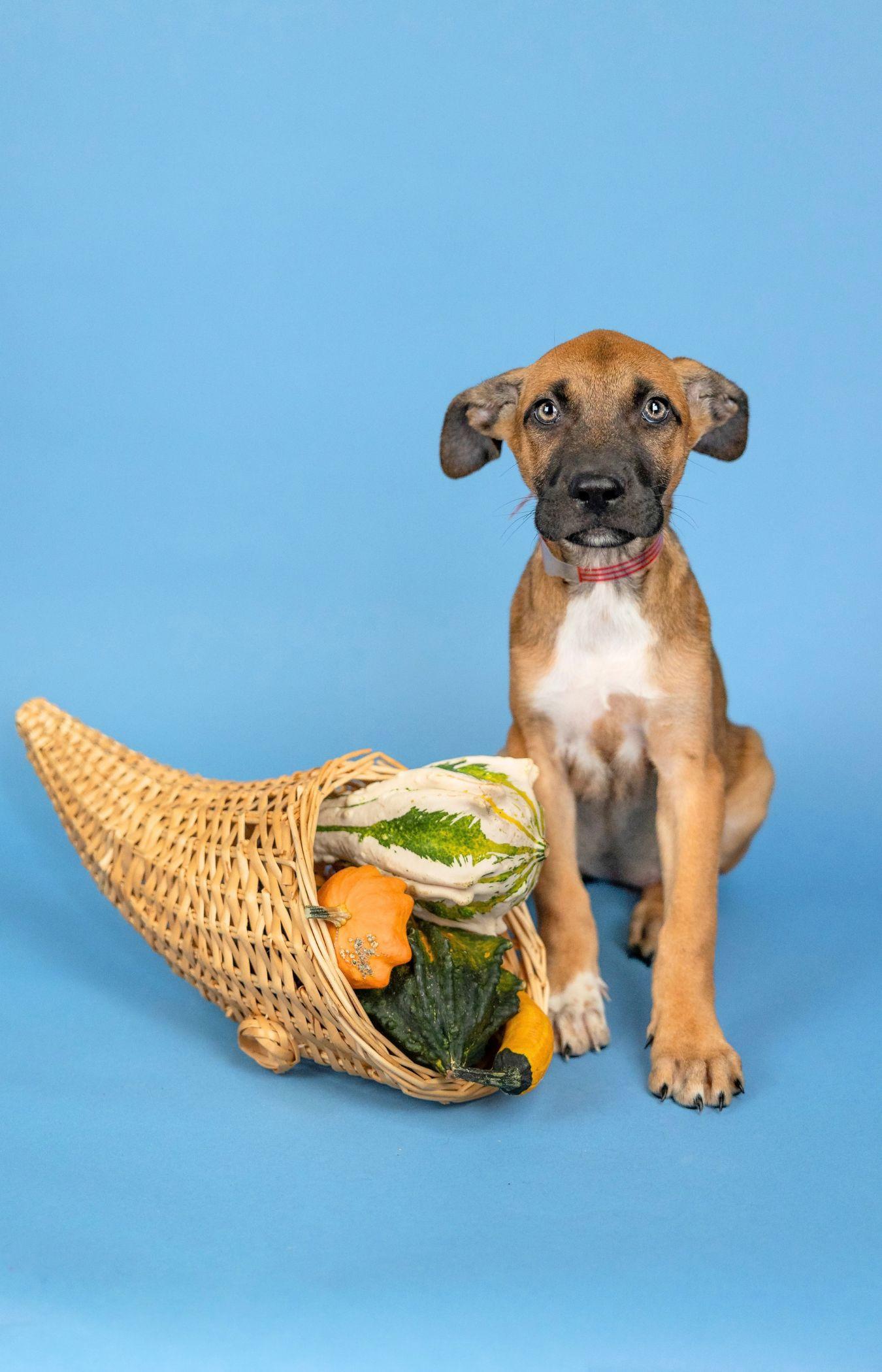 Enlarge 822-26, a Adoptable mixed breed in Brighton, CO image 1/1