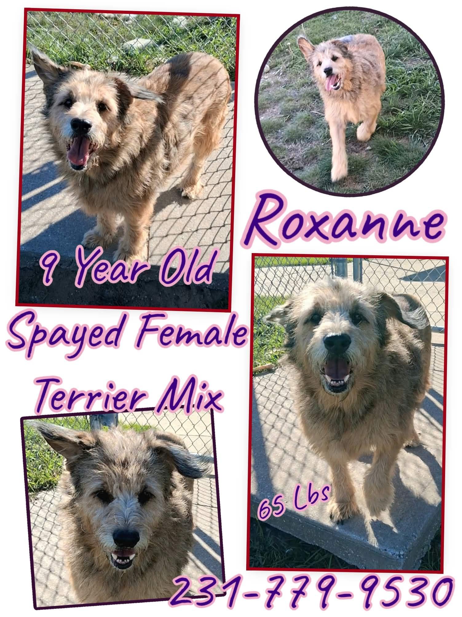 ROXANNE photo