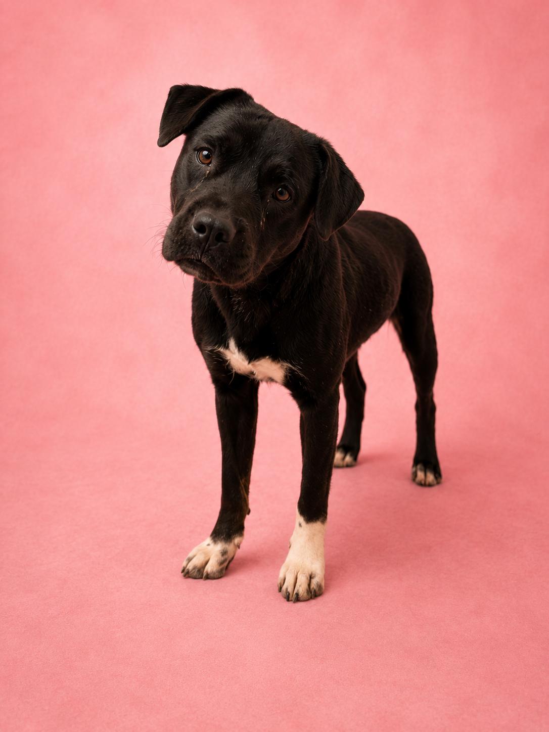 Enlarge Galleria, a Adoptable Boxer in Las Vegas, NM image 1/1
