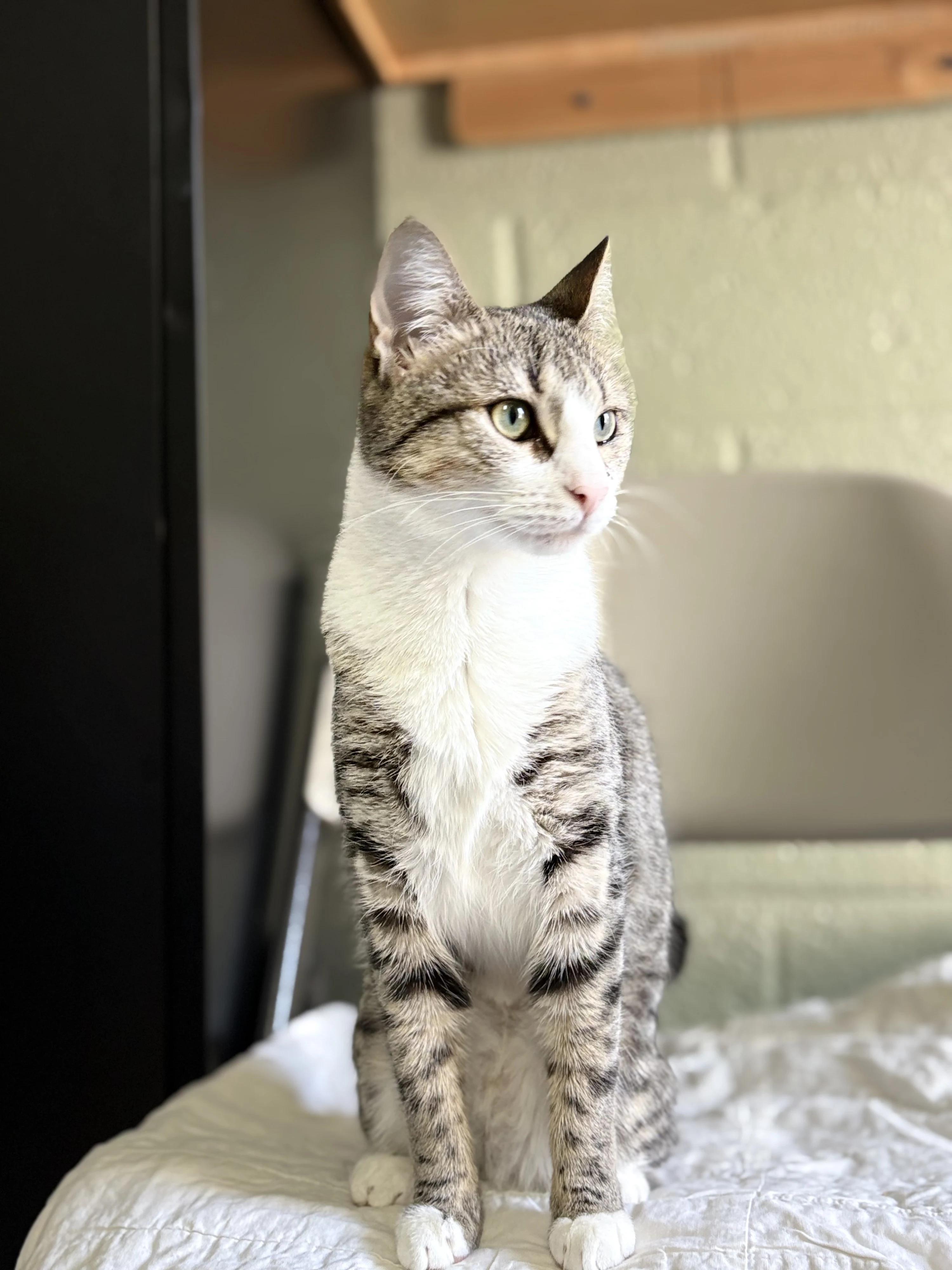 Katie, Adoptable, Adult Female Domestic Short Hair.