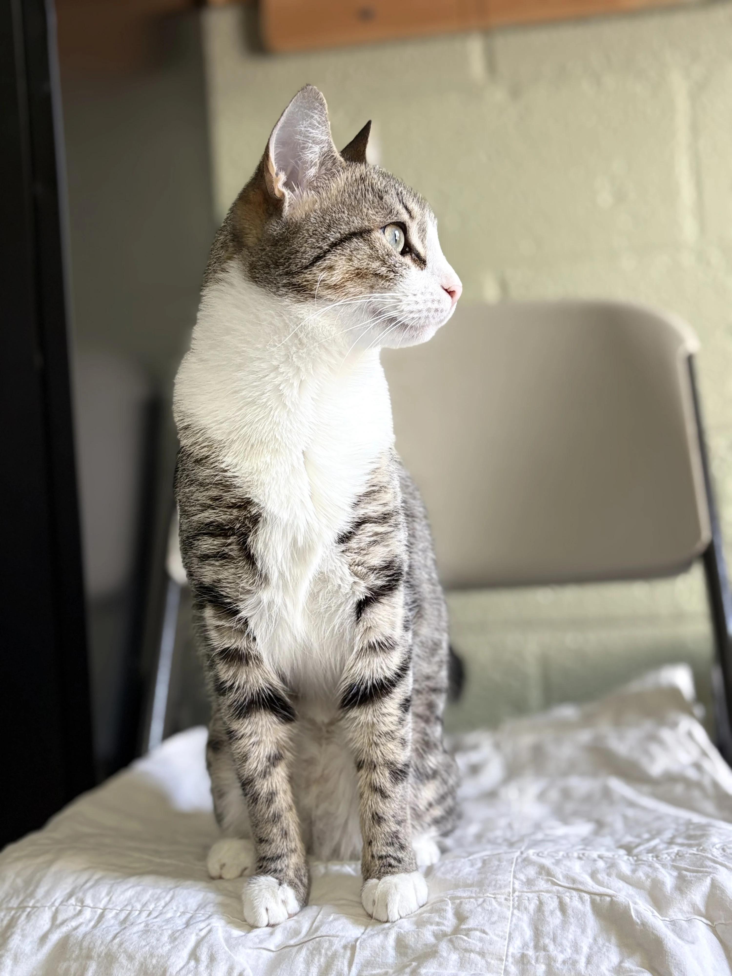 Katie, a Adoptable Domestic Short Hair in North East, MD image 2/3