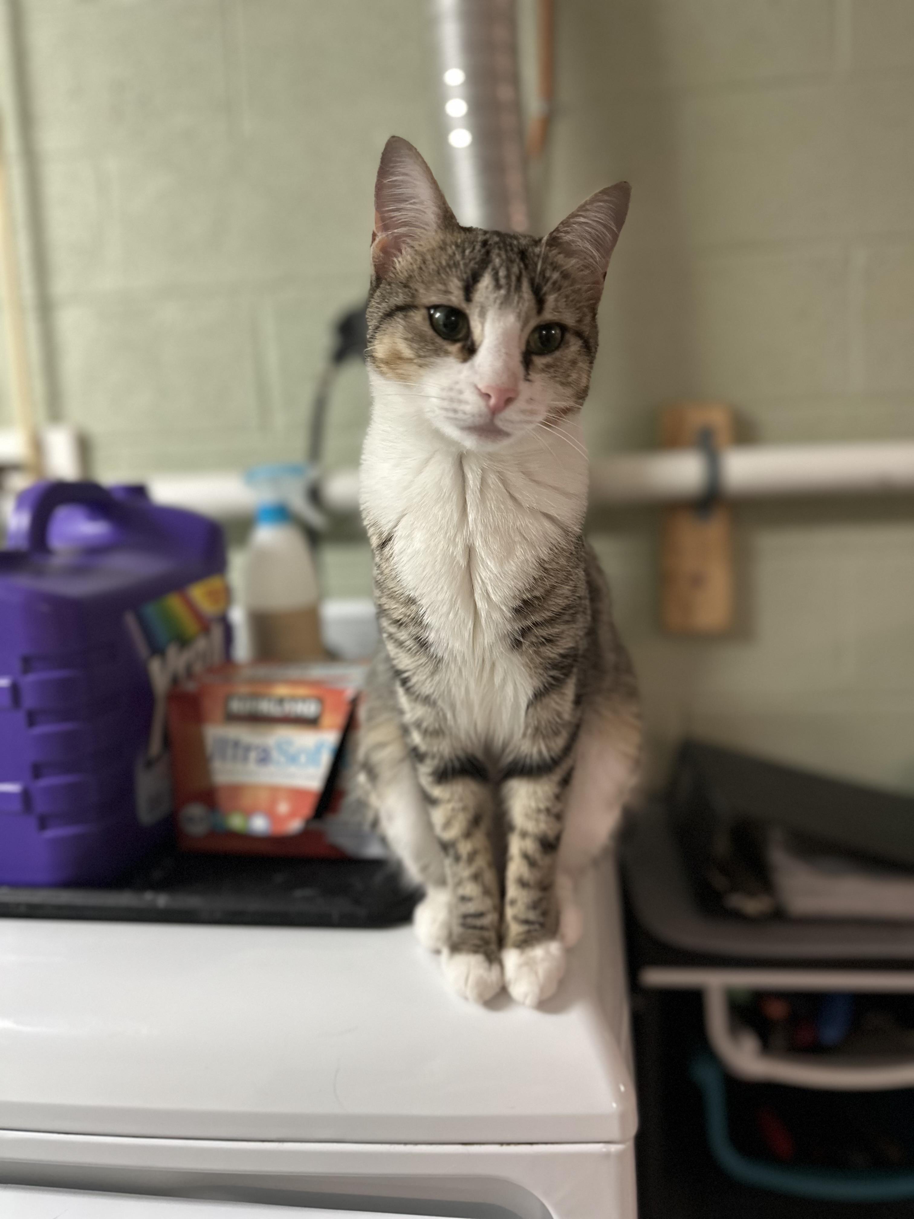 Katie, a Adoptable Domestic Short Hair in North East, MD image 3/3