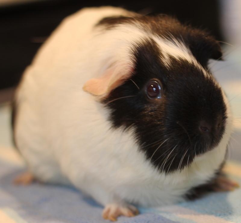 Enlarge Louella, a Adoptable Guinea Pig in Budd Lake, NJ image 4/6