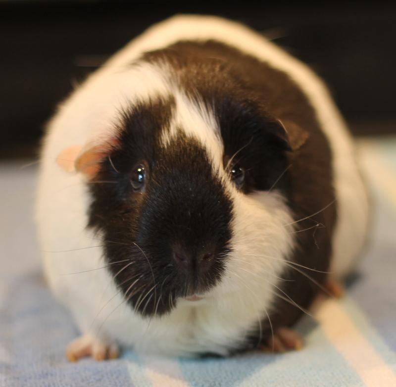 Enlarge Louella, a Adoptable Guinea Pig in Budd Lake, NJ image 3/6