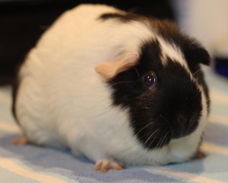 Enlarge Louella, a Adoptable Guinea Pig in Budd Lake, NJ image 6/6