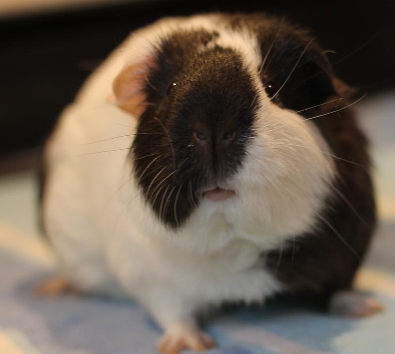 Enlarge Louella, a Adoptable Guinea Pig in Budd Lake, NJ image 5/6