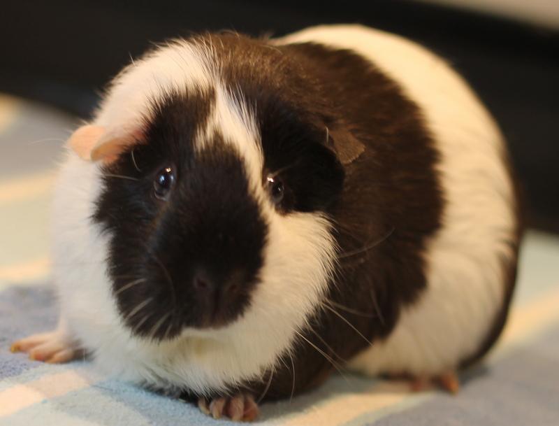 Enlarge Louella, a Adoptable Guinea Pig in Budd Lake, NJ image 1/6