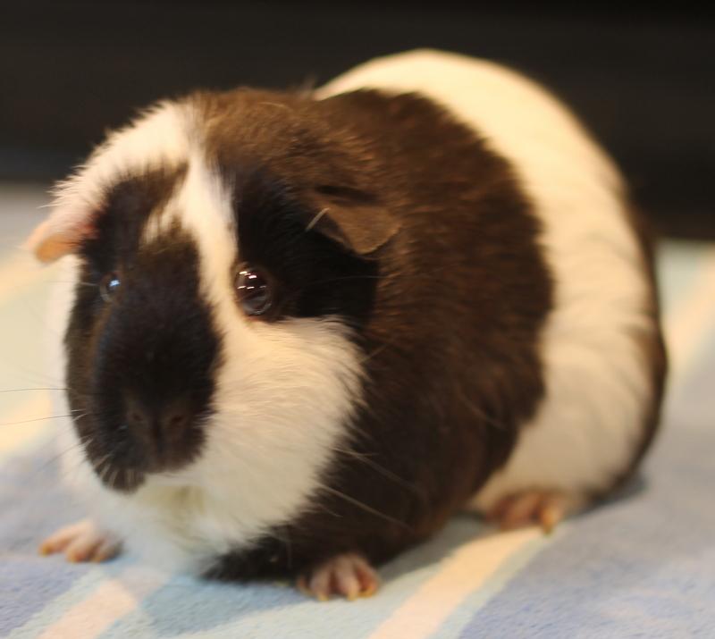Enlarge Louella, a Adoptable Guinea Pig in Budd Lake, NJ image 2/6