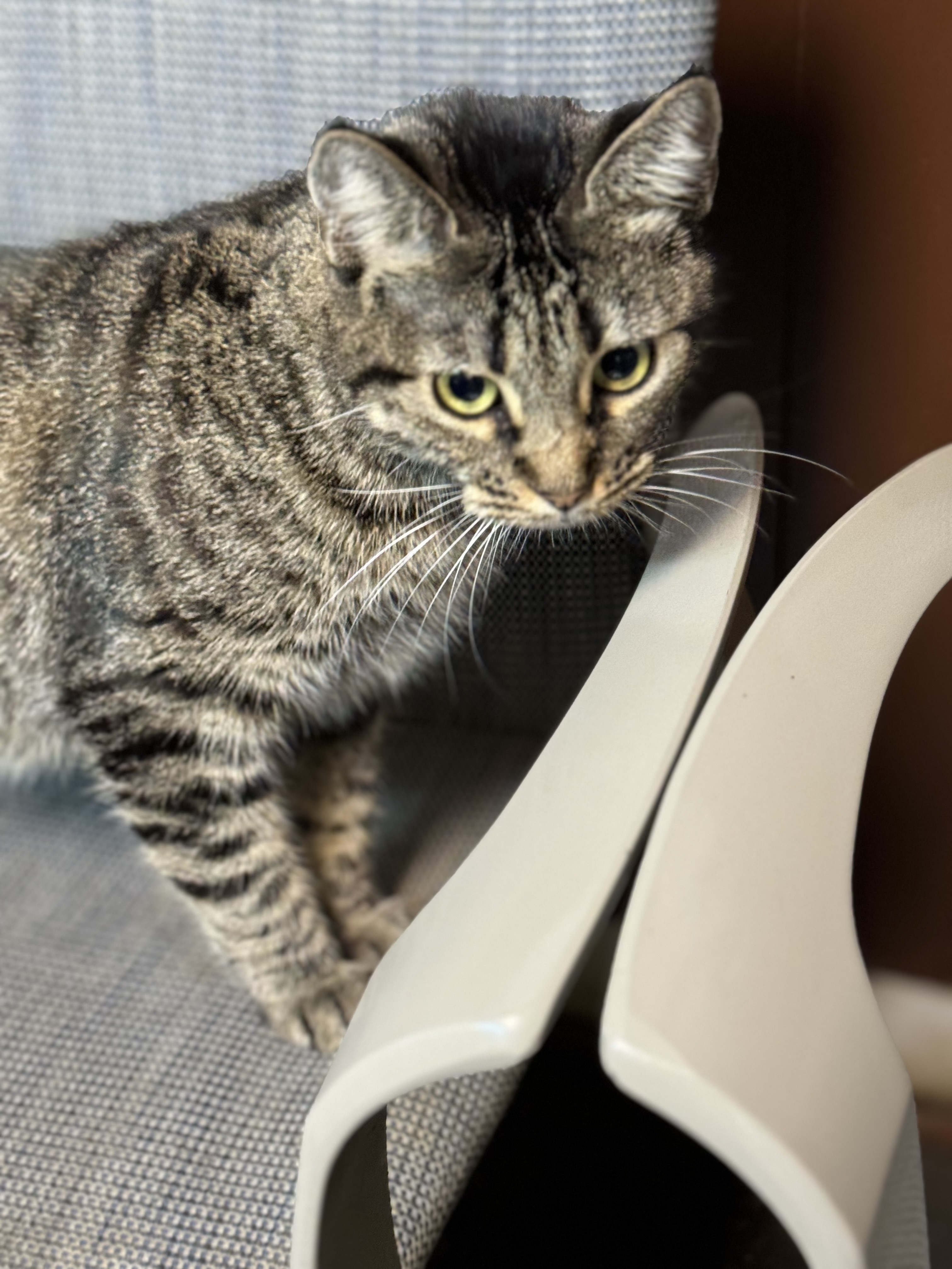 Elara Ellie, a Adopted Domestic Short Hair in Seminole, OK image 3/5