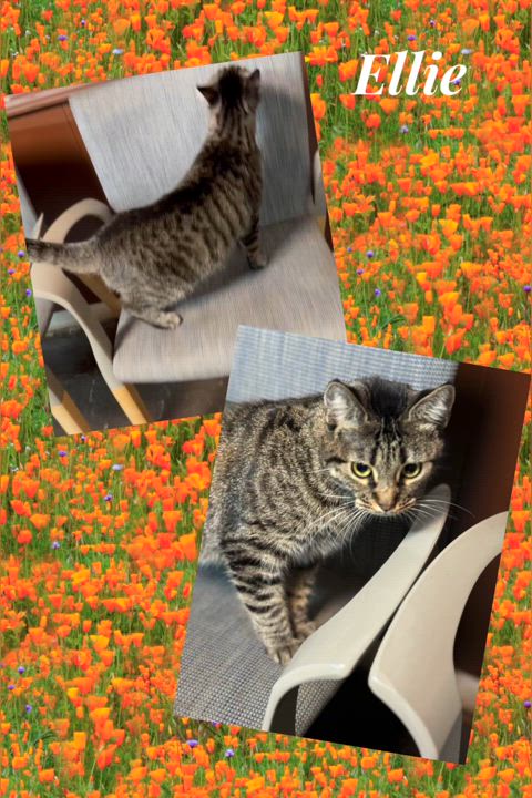 Enlarge Elara Ellie, a Adopted Domestic Short Hair in Seminole, OK video 1/5