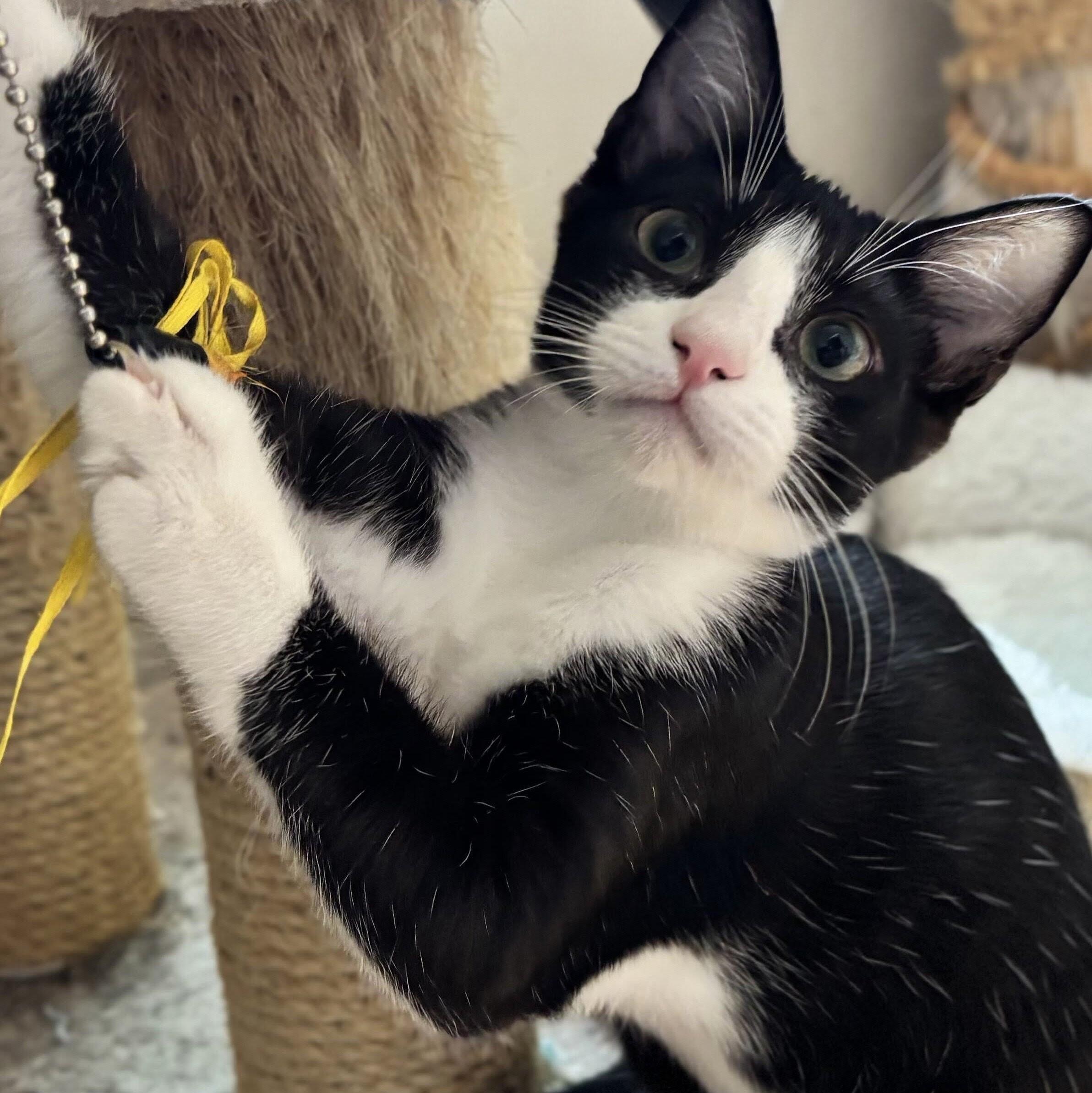 Bridget, Adoptable, Kitten Female Domestic Short Hair & Tuxedo.