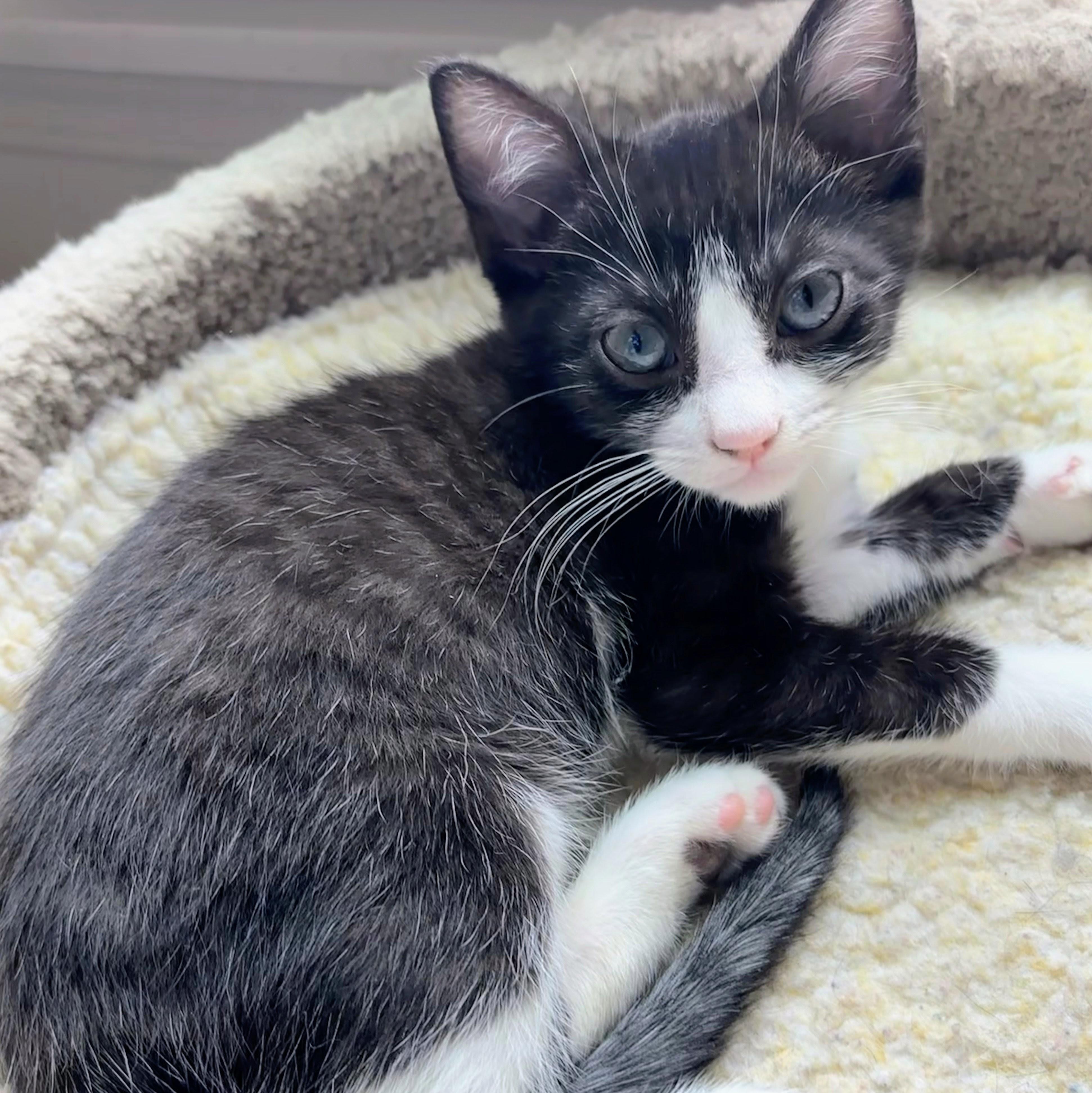 Bridget, Adoptable, Kitten Female Domestic Short Hair & Tuxedo.