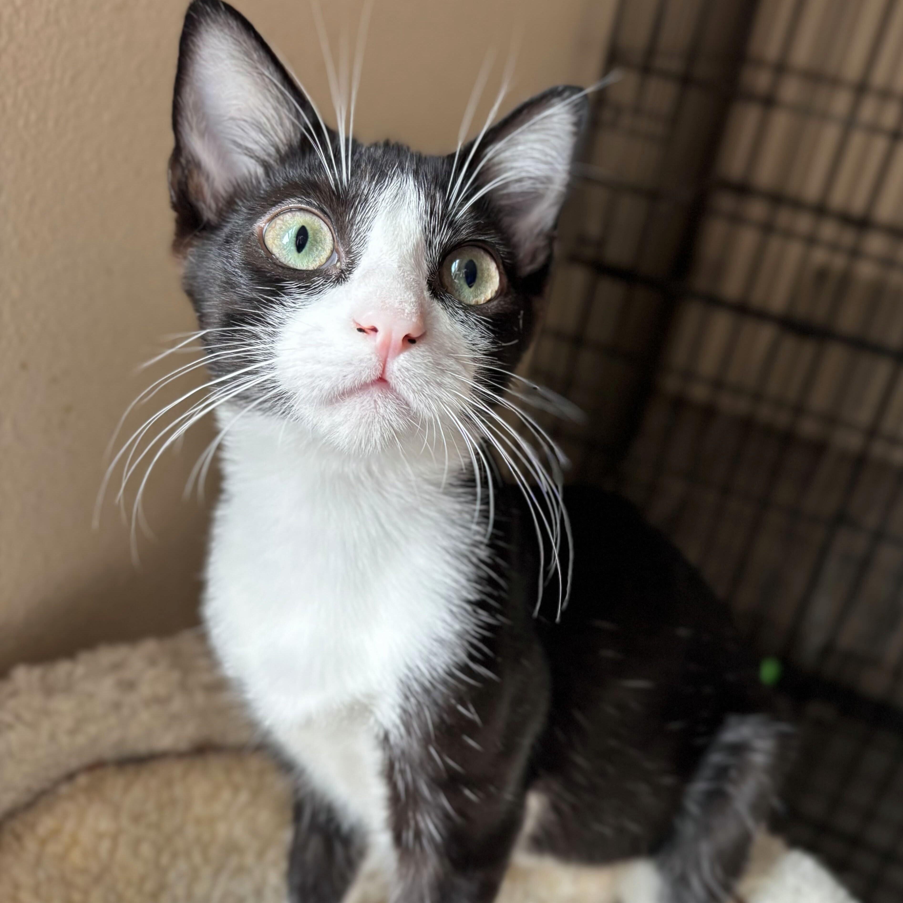 Enlarge Bridget, a Adoptable mixed breed in Wilsonville, OR image 2/5
