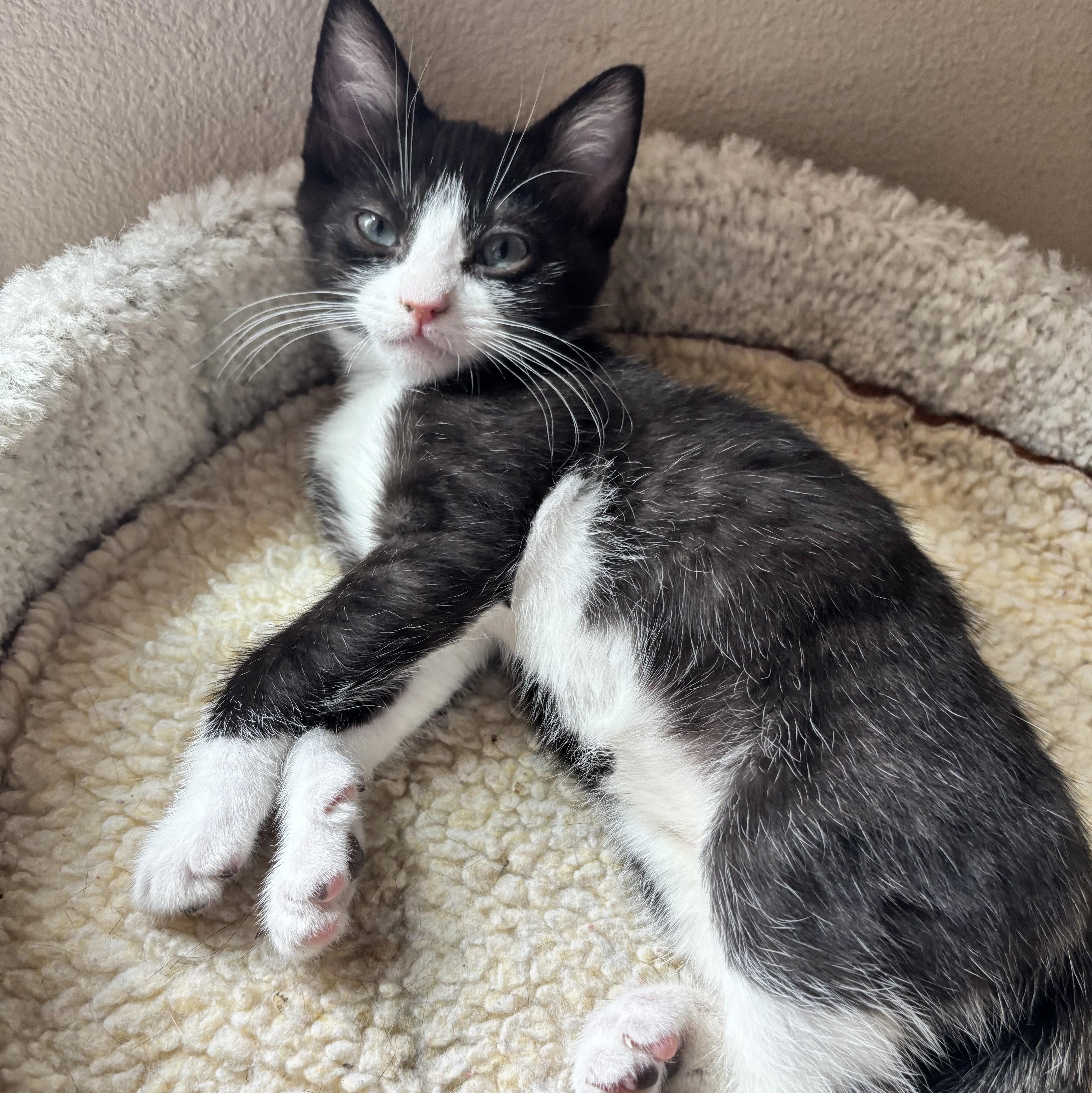 Bridget, a Adoptable mixed breed in Wilsonville, OR image 2/4