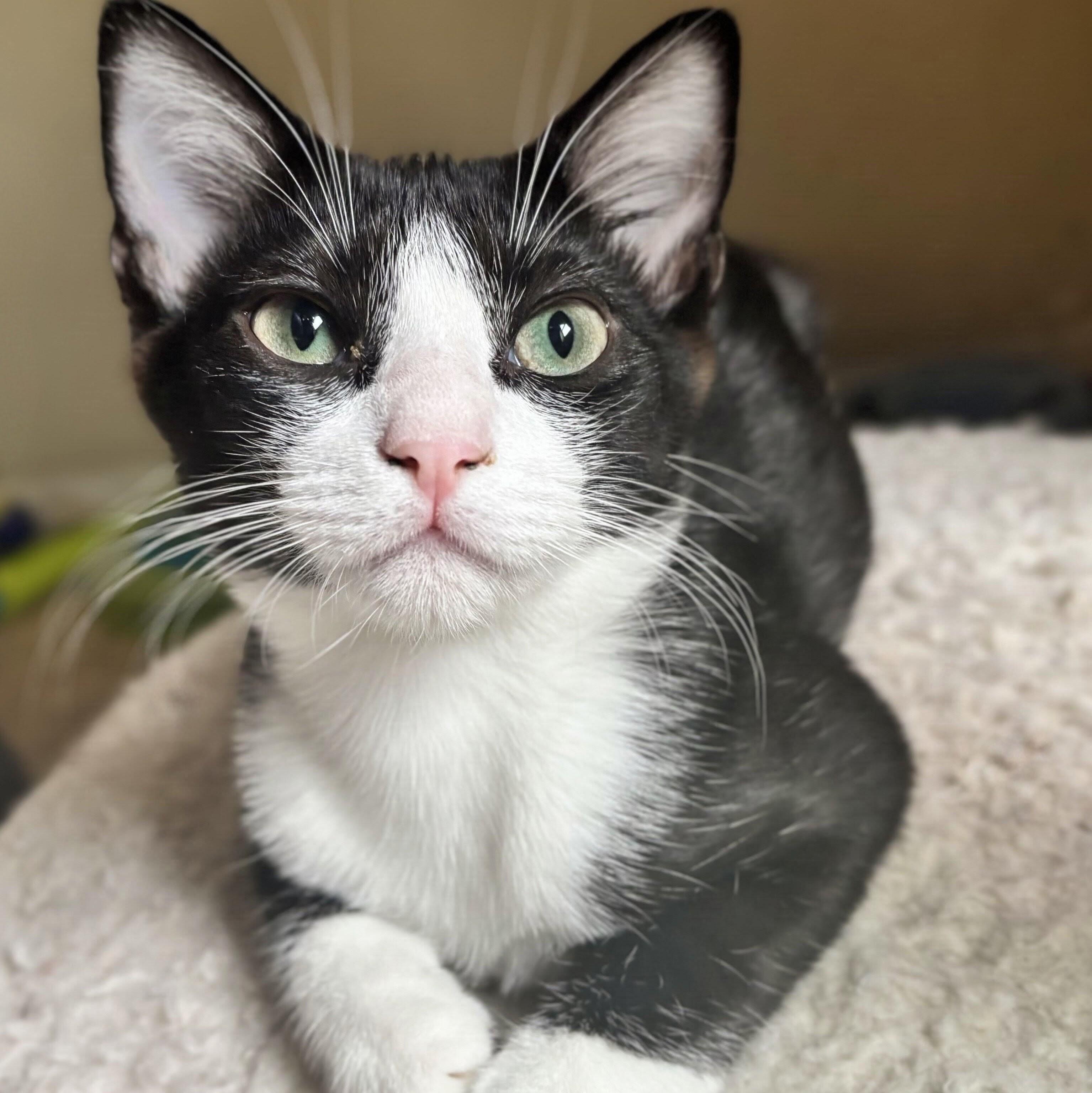 Enlarge Bridget, a Adoptable mixed breed in Wilsonville, OR image 3/5