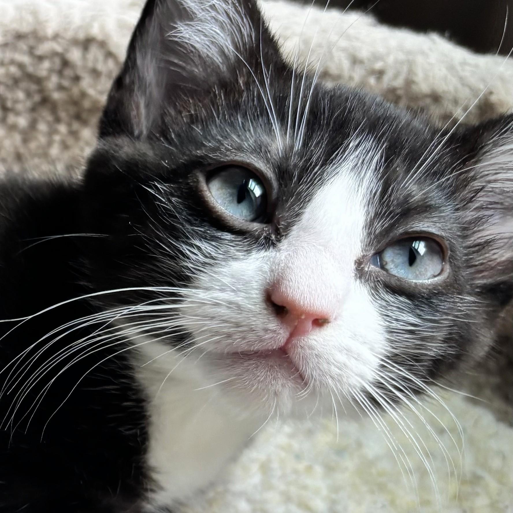 Bridget, a Adoptable mixed breed in Wilsonville, OR image 3/4