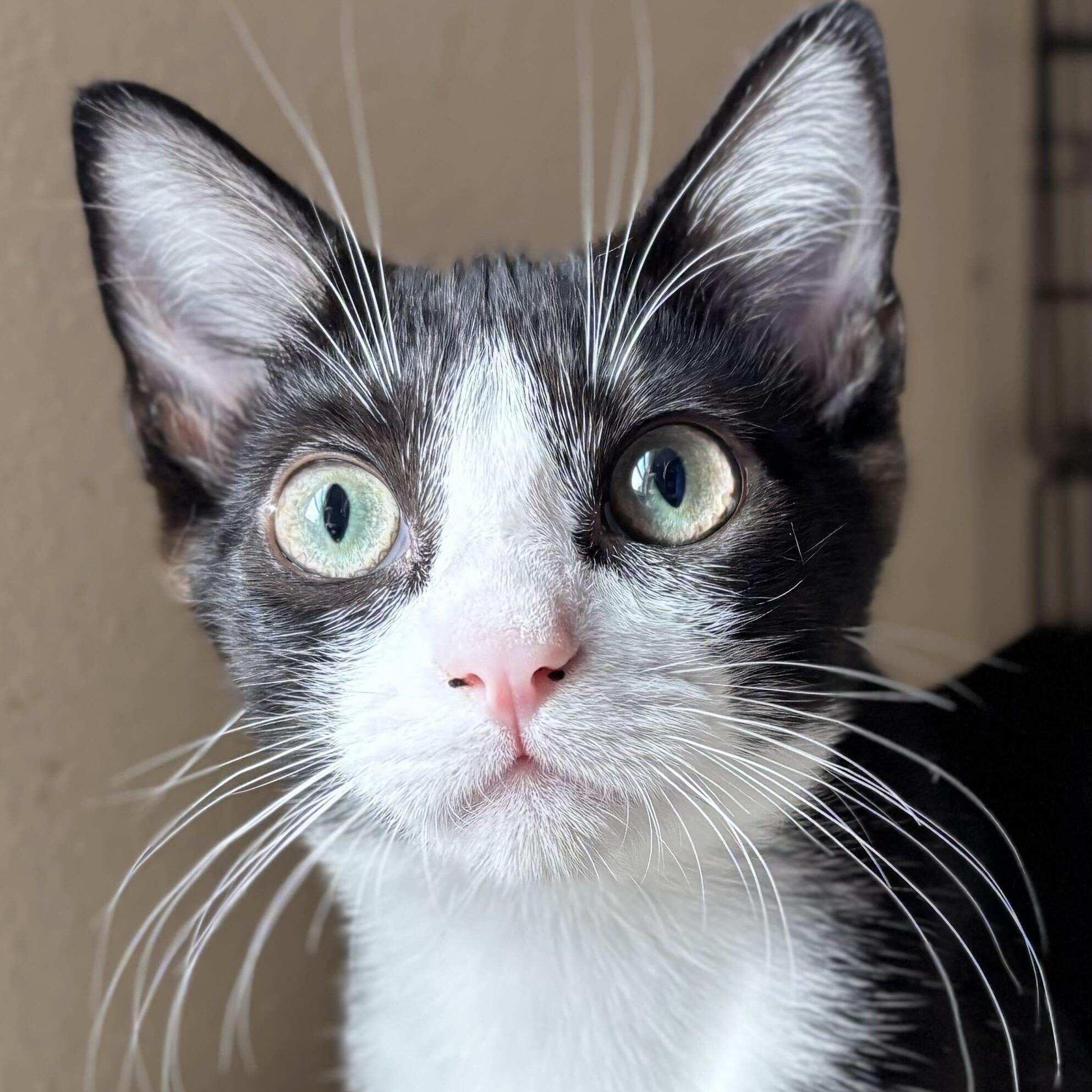 Enlarge Bridget, a Adoptable mixed breed in Wilsonville, OR image 4/5