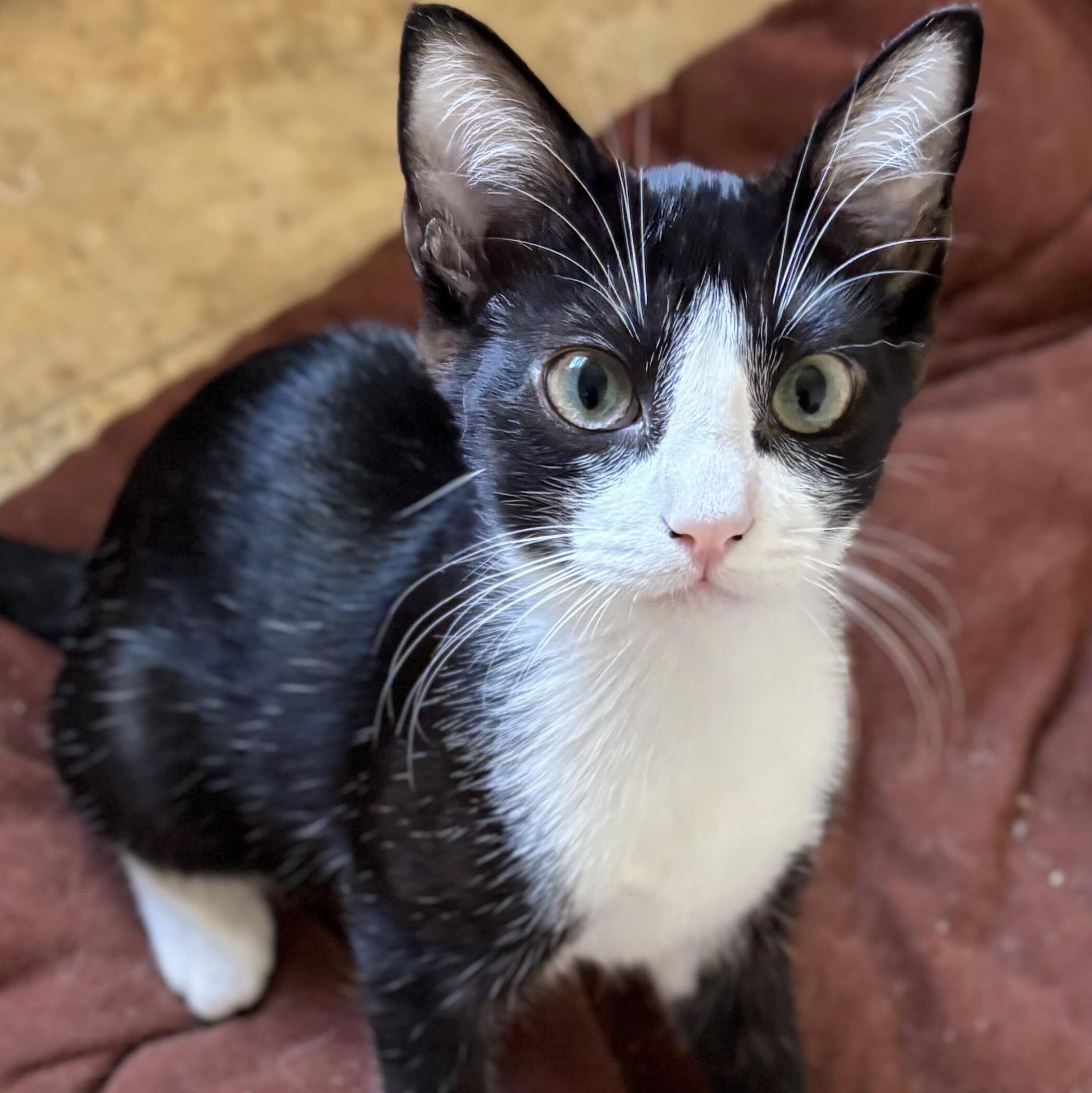 Enlarge Bridget, a Adoptable mixed breed in Wilsonville, OR image 5/5