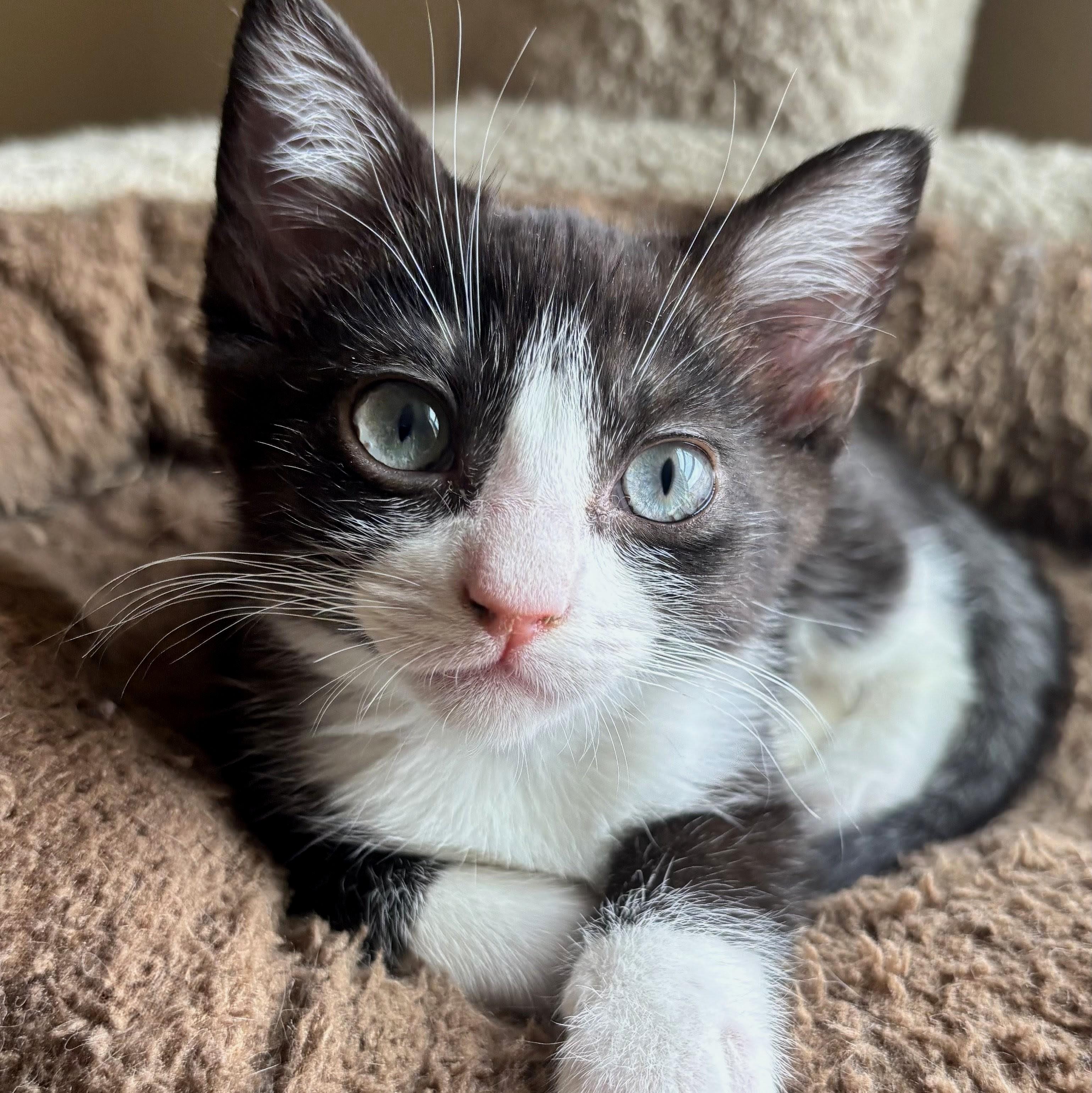 Bridget, a Adoptable mixed breed in Wilsonville, OR image 4/4
