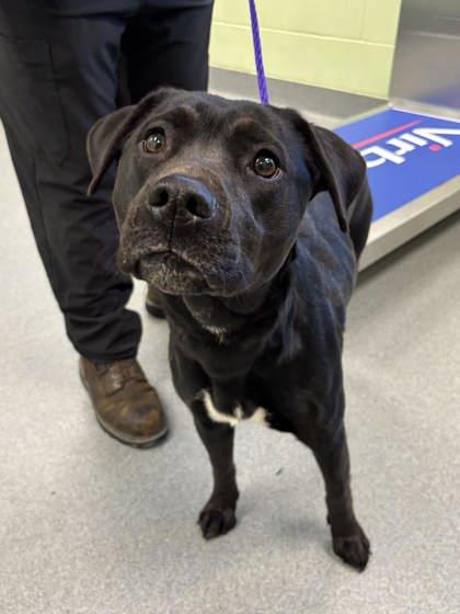 Enlarge Fergie, a Adoptable mixed breed in Longview, TX image 1/1