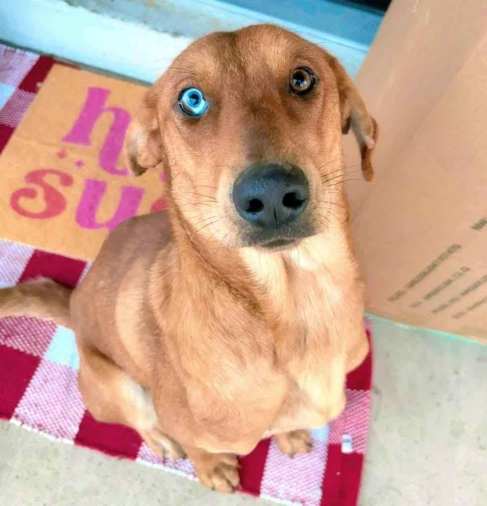 Enlarge Montana, a ADOPTABLE mixed breed in Alexander, AR image 4/5
