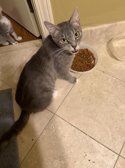 Enlarge Iris, a Adoptable mixed breed in Lawrenceville, GA image 1/2