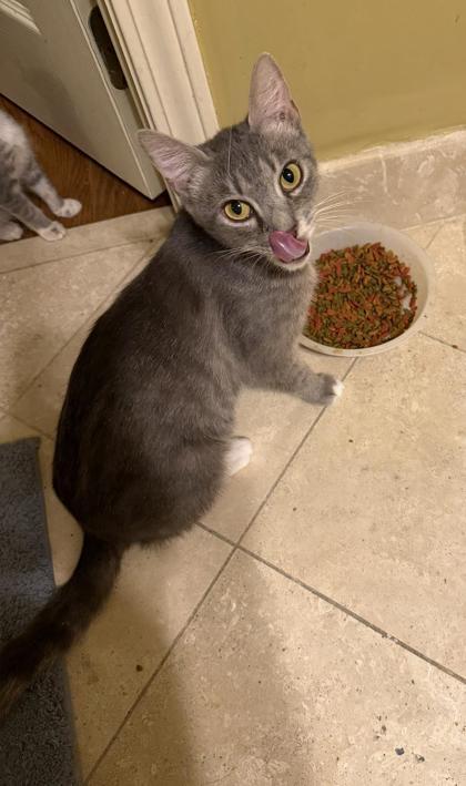 Enlarge Iris, a Adoptable mixed breed in Lawrenceville, GA image 2/2