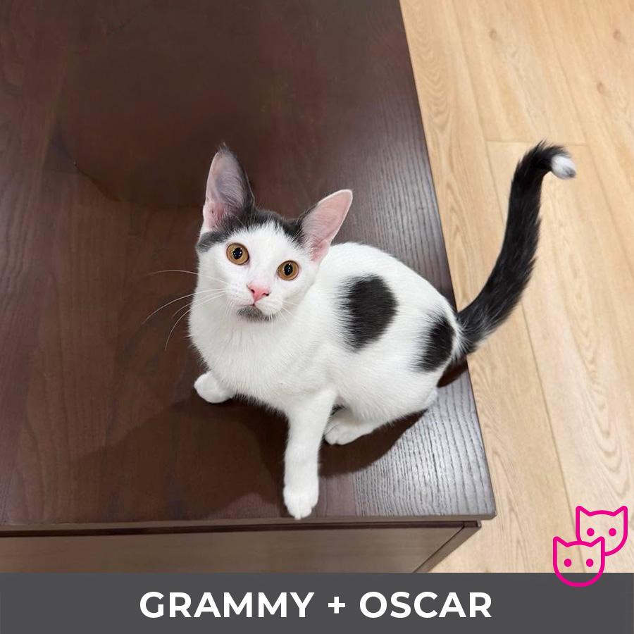 Grammy (bonded with Oscar), a Adoptable Domestic Short Hair in Etobicoke, ON image 2/5